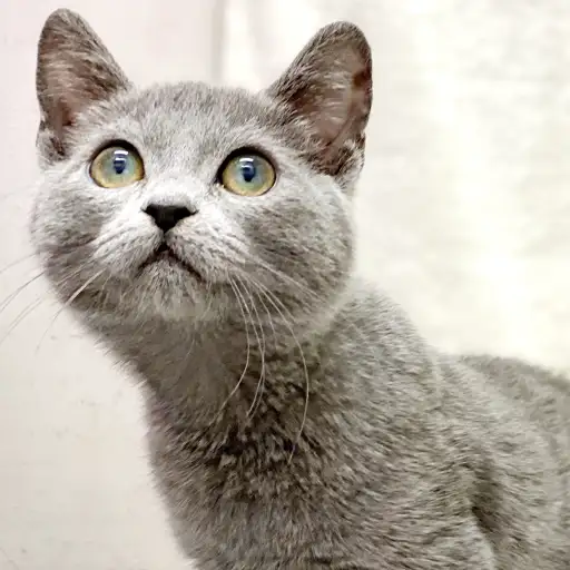 ロシアンブルー