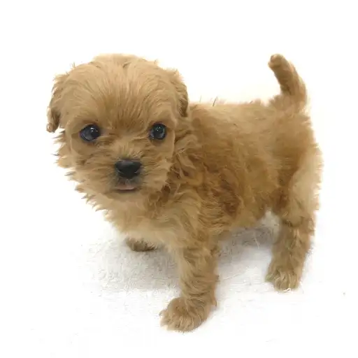 MIX（トイプードル×ペキニーズ）