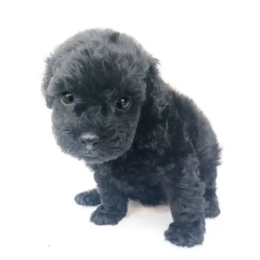 トイ・プードル