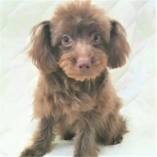 MIX（チワワ×トイプードル）