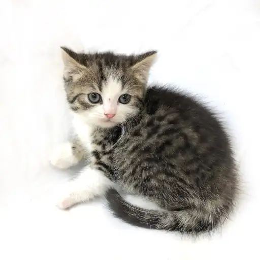 スコティッシュフォールド