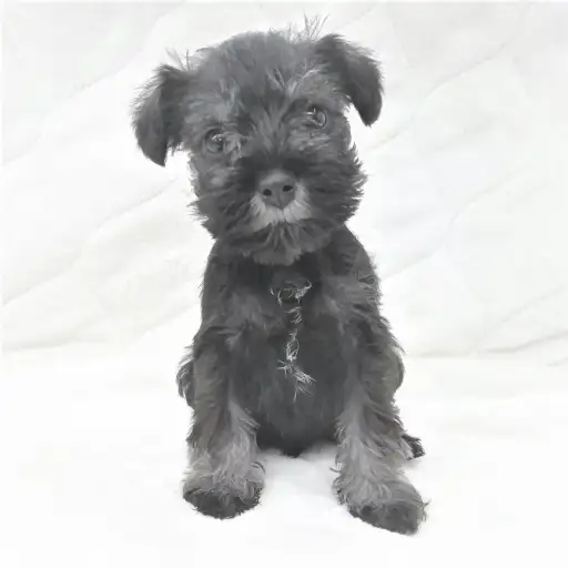 ミニチュア・シュナウザー