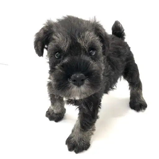 ミニチュア・シュナウザー