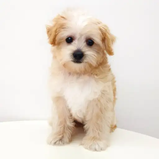 MIX（トイプードル×パグ）