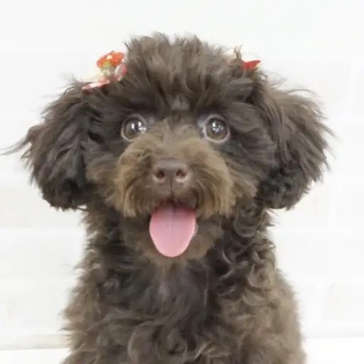 トイ・プードル