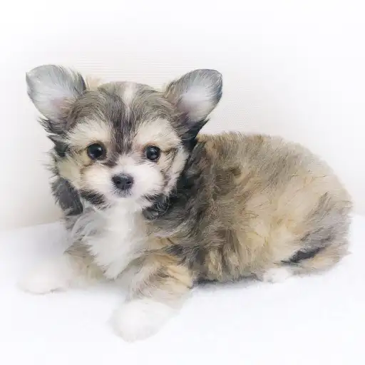 MIX（チワワ×マルチーズ）