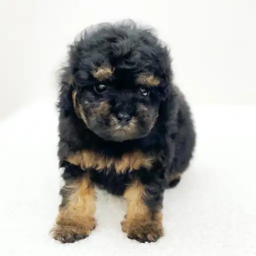 トイ・プードル