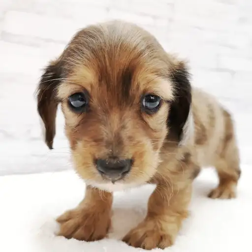 カニンヘン・ダックスフント