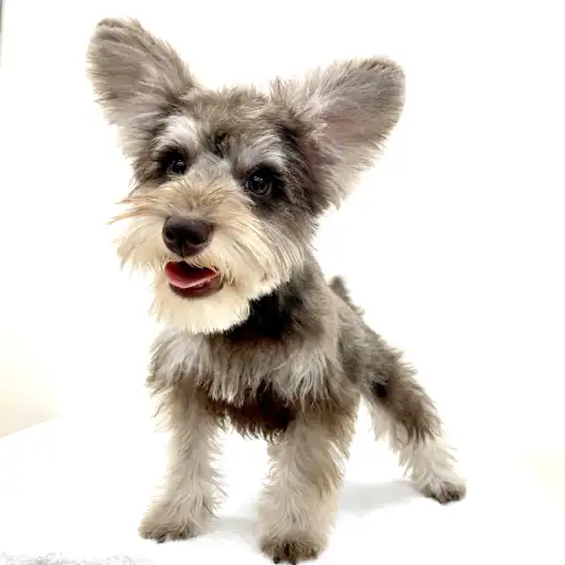 ミニチュア・シュナウザー