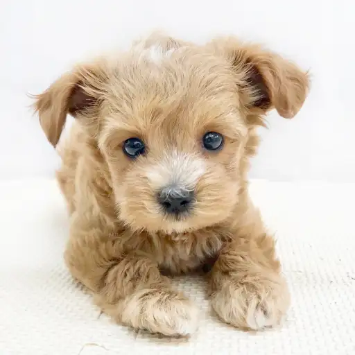 MIX（トイプードル×マルチーズ）