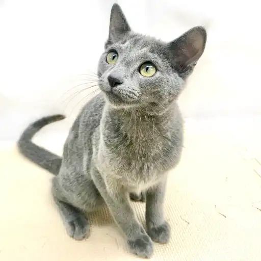 ロシアンブルー