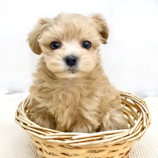 MIX（マルチーズ×トイプードル）