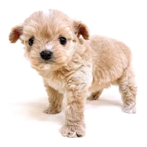 MIX(チワワ×トイプードル)