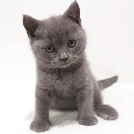 ブリティッシュショートヘア