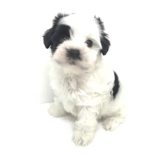 チャイニーズクレステッドドッグ