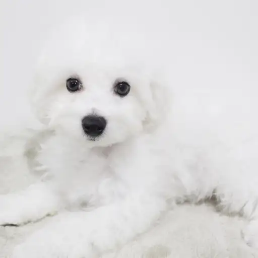 ビションフリーゼ