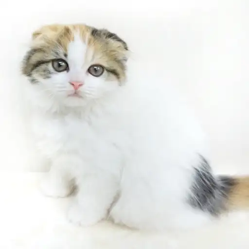 スコティッシュフォールド