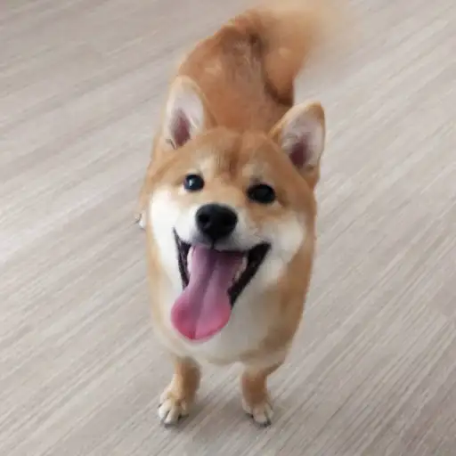 柴犬