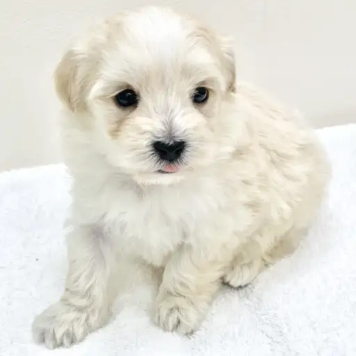 MIX（マルチーズ×トイプードル）