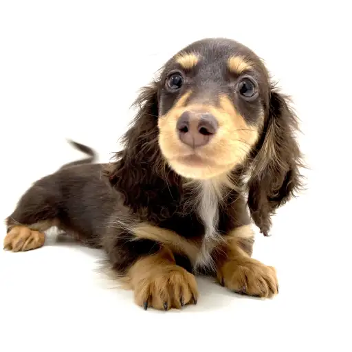 ミニチュア・ダックスフント