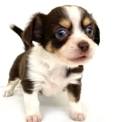 MIX（チワワ×ダックスフント）