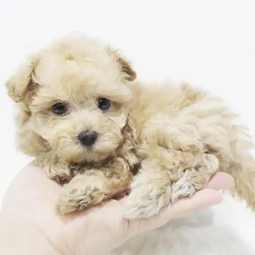 MIX(トイプードル×マルチーズ)