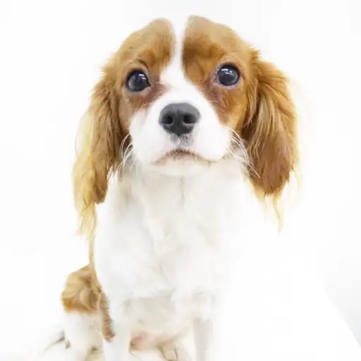 キャバリア・キングチャールズ・スパニエル