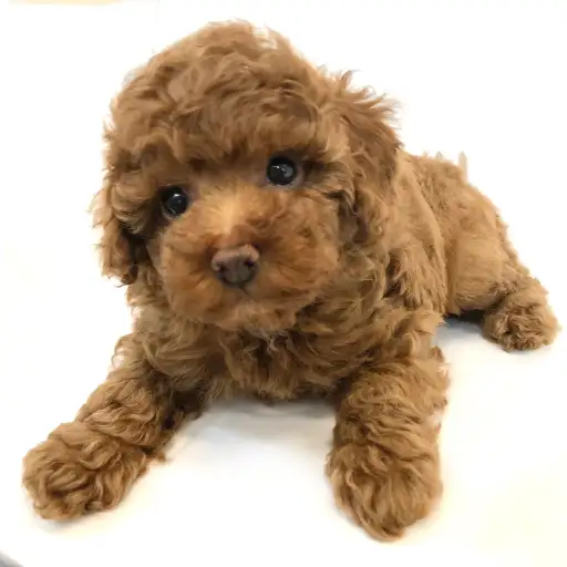 トイ・プードル