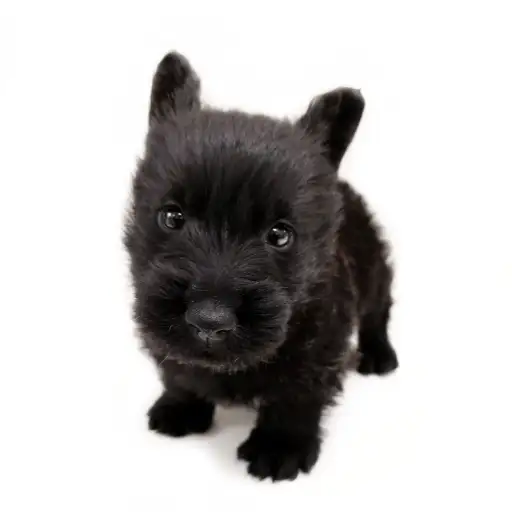 スコティッシュテリア