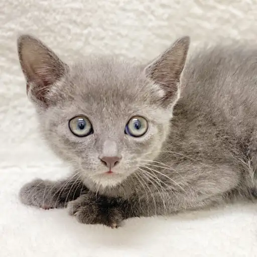 ロシアンブルー