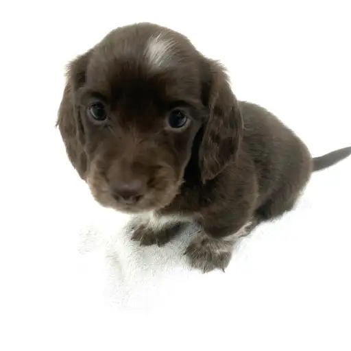 ミニチュア・ダックスフント