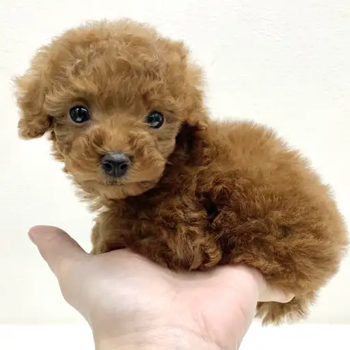 トイ・プードル