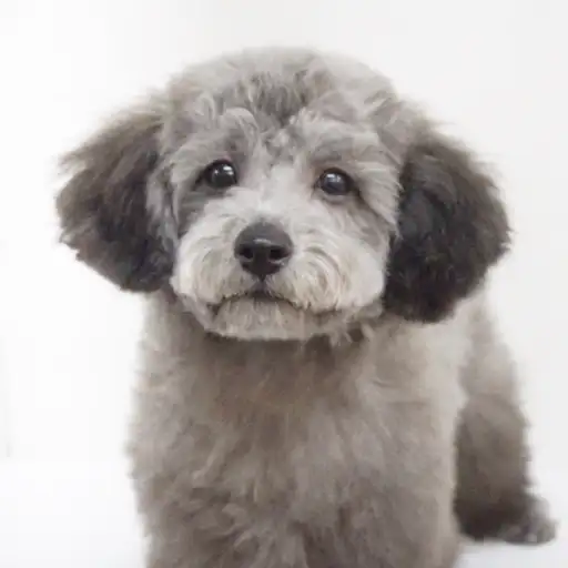 トイ・プードル