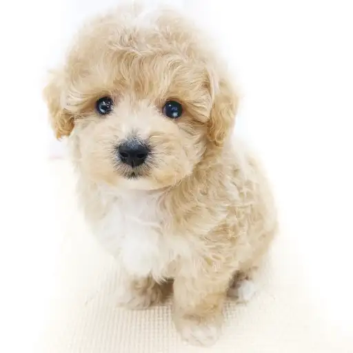 MIX(トイプードル×マルチーズ)