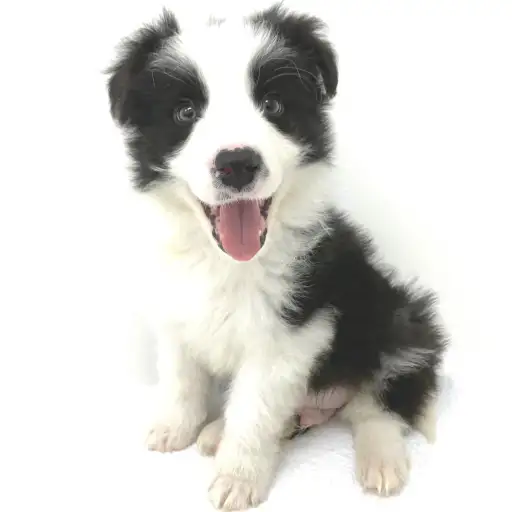 ボーダーコリー