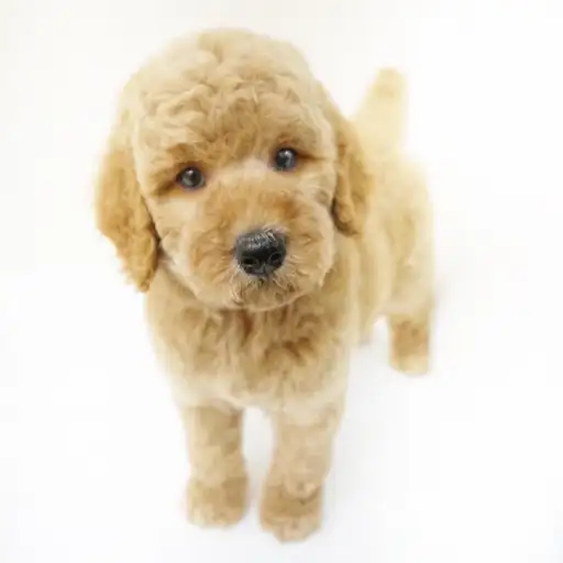 スタンダード・プードル