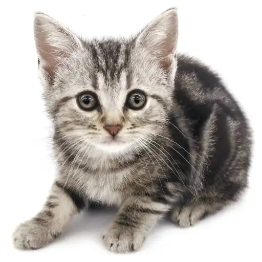 アメリカンショートヘア