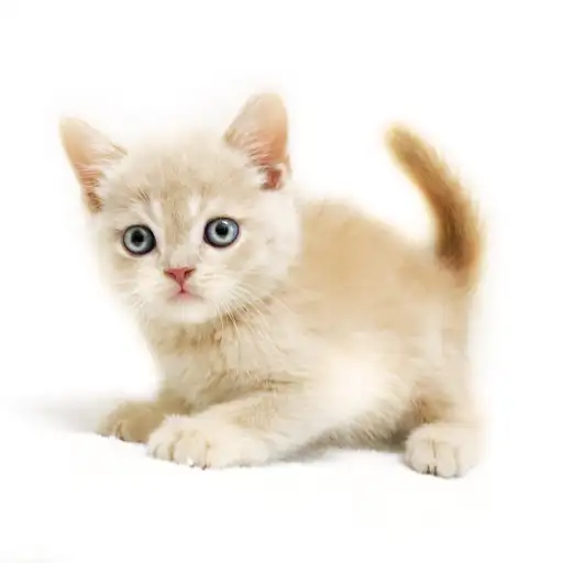 ブリティッシュショートヘア