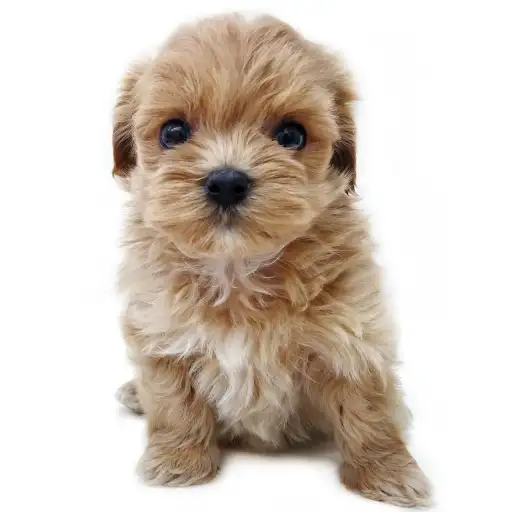 MIX（マルチーズ×トイプードル）