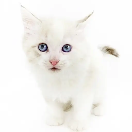 ノルウェージャンフォレストキャット