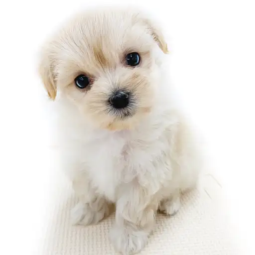 MIX(トイプードル×マルチーズ)