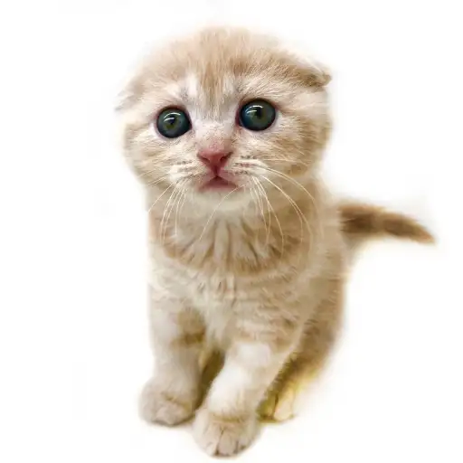 スコティッシュフォールド