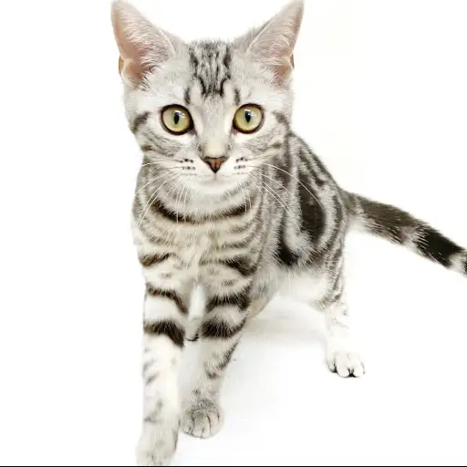 アメリカンショートヘア