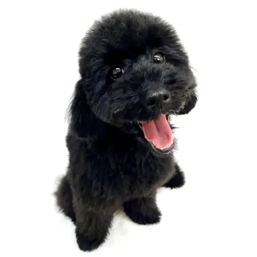 トイ・プードル