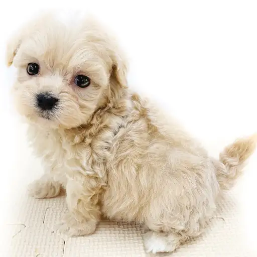 MIX(トイプードル×マルチーズ)