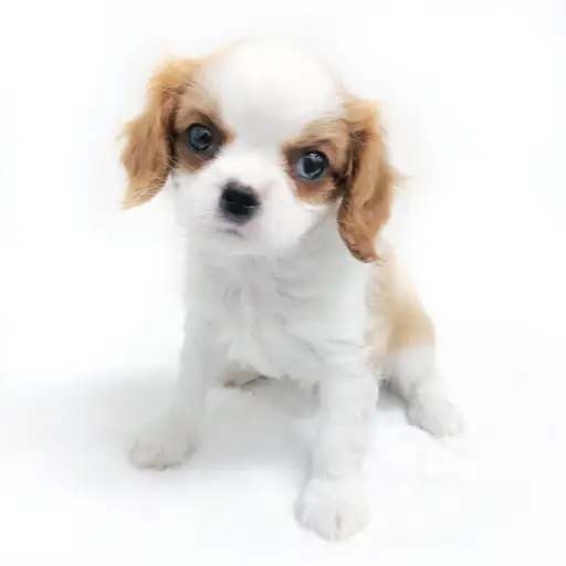 キャバリア・キングチャールズ・スパニエル