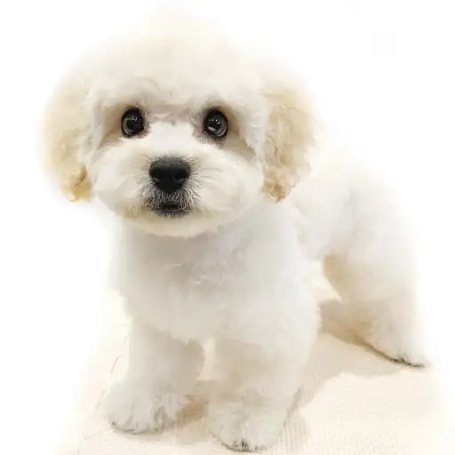 MIX(トイプードル×ペキニーズ)