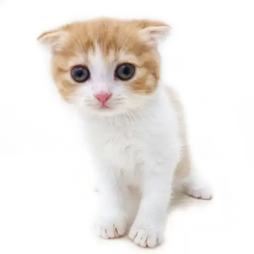 スコティッシュフォールド