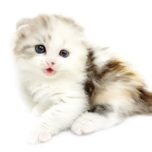 スコティッシュフォールド