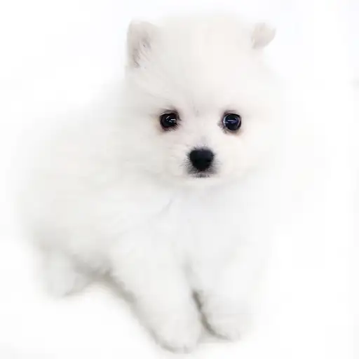 MIX(ポメラニアン×スピッツ)